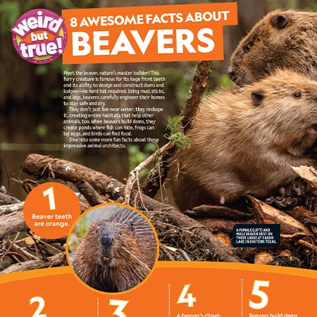 Kids Magazine sneak peek